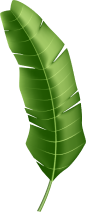 leaf image