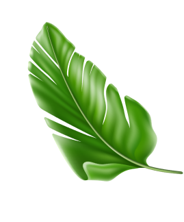 leaf image