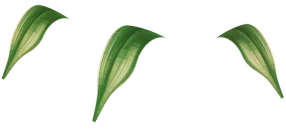 background image of leaves