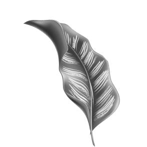 leaf image